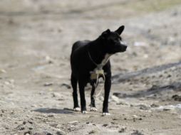 Analizarán las nueve denuncias por la muerte de 11 perros en La Condesa. EL INFORMADOR / ARCHIVO