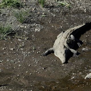 Lagartos 'desaparecerían' por el calentamiento global: estudio