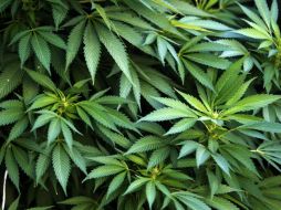 Miembros de SMART podrían obtener el derecho a cultivar y consumir la hierba, pero no para comercializarla. EFE / ARCHIVO