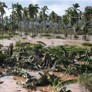 Daños por 'Patricia' en plantíos de plátano ascienden a 168 MDP