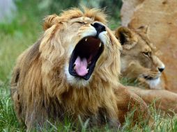 Indican que la especie podría ser incluida próximamente en peligro de extinción. AFP / ARCHIVO