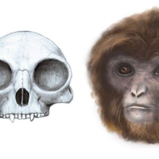 Encuentran fósil del último ancestro común de gibones y humanos