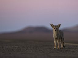 Señalan que cuando se acerca a la gente es para avisar de algo que pasó. AP / ARCHIVO
