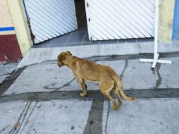 De acuerdo a la investigación, 22 perros fueron envenenados con raticida en parques de la colonia La Condesa. EL INFORMADOR / ARCHIVO