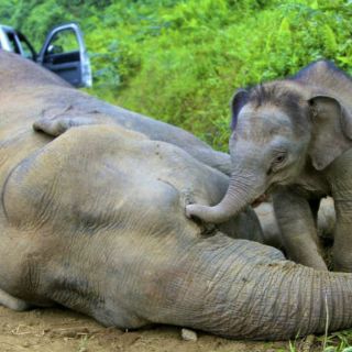 Mueren 22 elefantes envenenados en Zimbabue