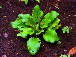 Estos seres vivos se mantendrán en custodia, de tal manera que si desaparecieran, en las casas habría semillas. NTX / ARCHIVO