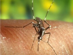 De acuerdo con cifras de la OMS, en el mundo cada año entre 50 millones y 100 millones de personas se infectan de dengue. EL INFORMADOR / ARCHIVO