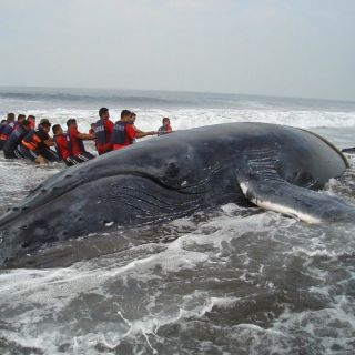 Ballena queda atascada entre redes de pesca en California