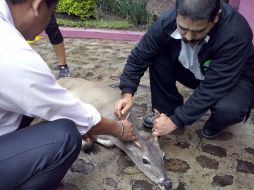 Los bomberos brindaron las primeras atenciones al animal, que luego fue revisado por un veterinario particular. ESPECIAL /