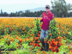 La jornada laboral para retirar la flor conlleva de seis a ocho horas continuas en cuclillas. EL INFORMADOR / A. Hinojosa