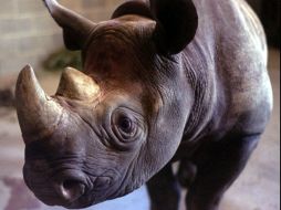 El número de rinocerontes ha ido en diezma durante los últimos años debido a la caza furtiva y la destrucción de selvas. AP / ARCHIVO