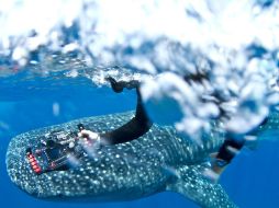 Uno de sus objetivos es dar a conocer la biodiversidad de México. EFE / Del Villar