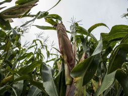 Innovación tecnológica en el campo jalisciense. EL INFORMADOR / A
