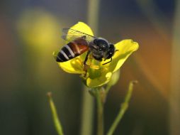 Muchas enfermedades aún sin cura podrían tratarse si se lleva a cabo el desarrollo del fármaco. EFE / ARCHIVO