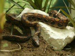 Según Ferreira, el mordisco fue muy próximo a la cabeza del animal lo que impidió que la serpiente atacara al pequeño. EL INFORMADOR / ARCHIVO