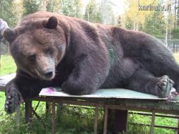 Es el primero de su especie en trazar con sus patas y zarpas obras de arte. YOUTUBE / karhutv