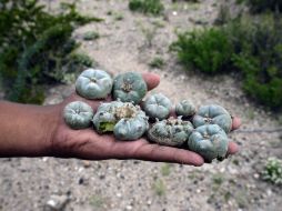 El debate se sumaría al relacionado con la legalización del cultivo y consumo de mariguana. AFP / ARCHIVO
