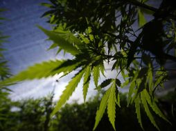 El amparo a cuatro personas busca permitirles cultivar, cosechar y autoconsumir mariguana. NTX / ARCHIVO