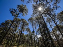 Proteger los derechos de los bosques de las comunidades en Brasil y Guatemala es una inversión positiva. EL INFORMADOR / ARCHIVO