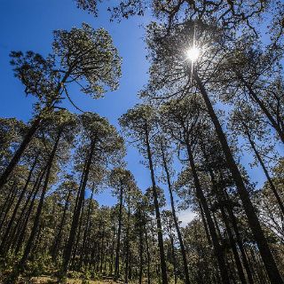Proteger derechos forestales de indígenas de AL es benéfico