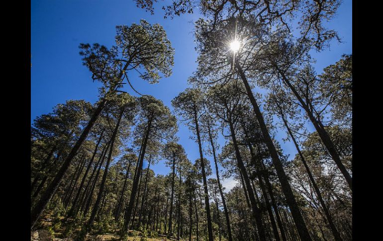 Proteger los derechos de los bosques de las comunidades en Brasil y Guatemala es una inversión positiva. EL INFORMADOR / ARCHIVO