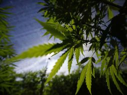 El amparo sólo es para las cuatro personas que lo promovieron. Además, la comercialización de la droga continuará siendo ilegal. NTX / J. Lira