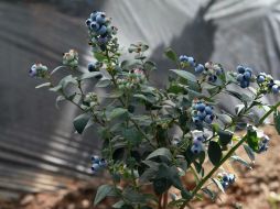 Los estudios indican que los arándanos fomentan la salud cognitiva y cardiovascular. EL INFORMADOR / ARCHIVO