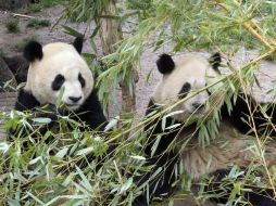 El estudio también ha identificado cambios de humor en los pandas de acuerdo con distintas épocas de su vida. EFE / ARCHIVO