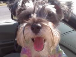 En temporada de frío a los perros les da menos hambre y tiene menos actividades, por eso tienden a engordar. EL INFORMADOR / O. Álvarez