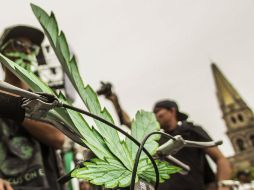 El colectivo Guadalajara 4:20 sigue la estrategia de SMART para conseguir el consumo autorizado de la mariguana. EL INFORMADOR / ARCHIVO