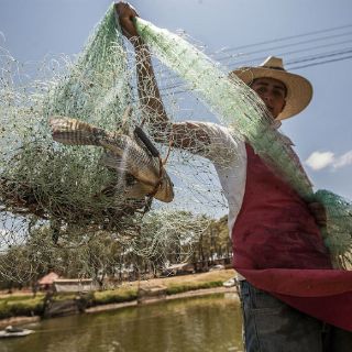 Jalisco, líder en producción de tilapia en México