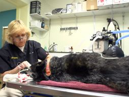 Veterinarios aclaran que las lesiones en el animal eran comprables con haber sido atropellado por un auto o atacado por otro perro. AP / ARCHIVO