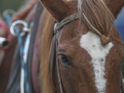 El gobierno local invertirá aproximadamente 11 millones de dólares para preservar el museo y restaurar los cadáveres de los caballos. EL INFORMADOR / F. Atilano