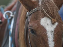 Se creía que los caballos debían acompañar al emperador en su tránsito hacia la vida después de la muerte. EL INFORMADOR / ARCHIVO