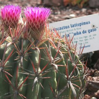 Cactáceas endémicas de Jalisco, en riesgo de desaparecer