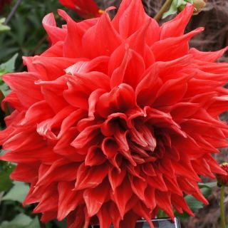 Las dalias, un símbolo nacional en el olvido de México