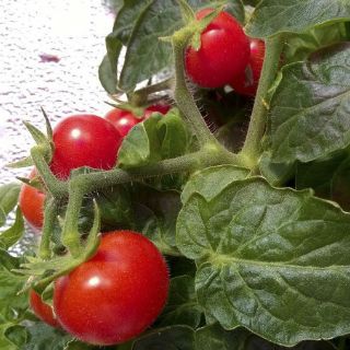 Tomates italianos del futuro para astronautas