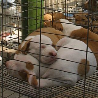 Guadalajara realiza segundo operativo para inhibir venta de animales