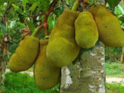 La fruta es de color amarillo por dentro y su jugo es ligeramente ácido y dulce. TWITTER / @migue_barahona