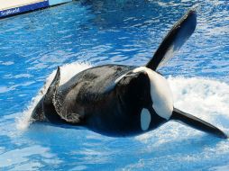 El director del parque acuático ofrecerá para el 2017, orcas en escenarios y comportamientos naturales del cetáceo. AFP / G. Mora