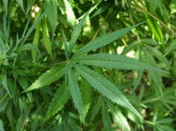 Sobre el tema de la legalización, dicen 'Es un paso adelante en el derecho humano básico a respetar la conciencia'. EL INFORMADOR / ARCHIVO