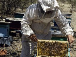 Este alimento se seguirá cotizando a cien pesos el kilogramo al menudeo y a 60 pesos al mayoreo. EL INFORMADOR / ARCHIVO
