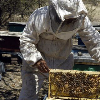 Por 'Patricia', productores adelantan cosecha de miel en Jalisco