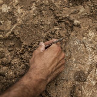 Identifican un reptil de 215 millones de años comido por un pez