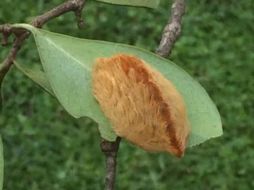 Consideran que la 'oruga de peluche' puede ser atractiva, sobre todo para los niños, por eso buscan informar a la gente. ESPECIAL /