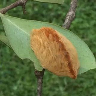 La SSJ recomienda precaución ante la presencia de la 'oruga de peluche'