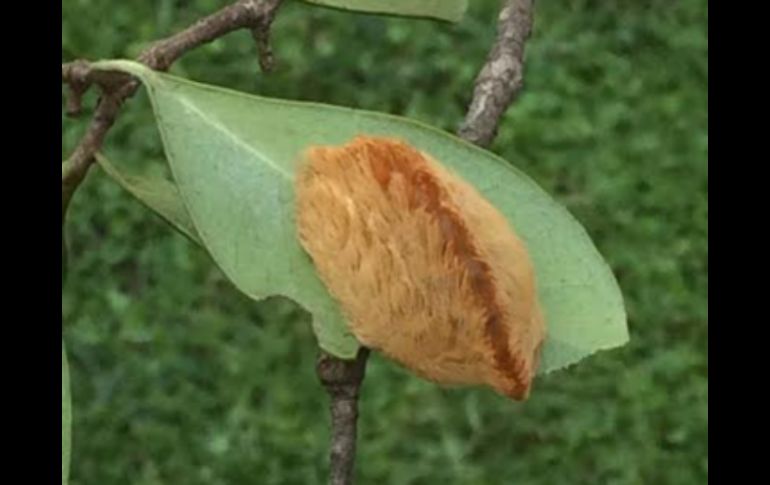 Consideran que la 'oruga de peluche' puede ser atractiva, sobre todo para los niños, por eso buscan informar a la gente. ESPECIAL /