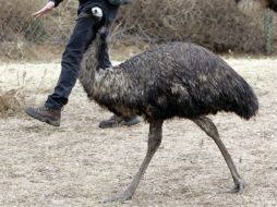 Las autoridades recibieron numerosos llamados de personas que divisaron el ave o que estuvieron a punto de atropellarla. AP / ARCHIVO