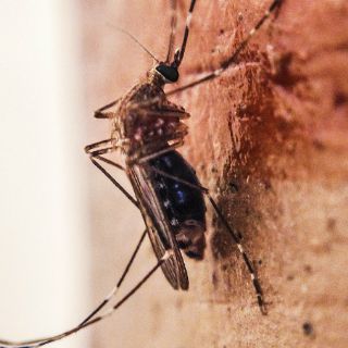 República Dominicana rechaza tener casos del virus zika