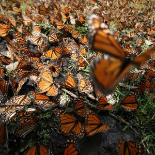 México espera un incremento de mariposas monarca